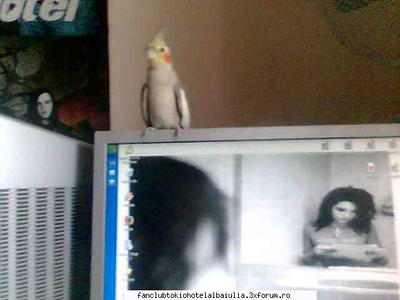 hallo =) 
ich bin dory und ich habe 13 jahre alt
ich habe eine papagei :rolleyes: german fans