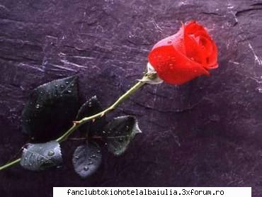 Do you love me or not? - pe tom...ai varsat cola pe tom si tzio dat doua - FAN-FICURI